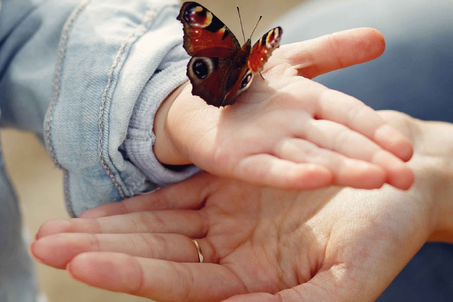 NOTICIAS DE TIGRE: El Municipio de Tigre llevará adelante una jornada por el Día de la Adopción